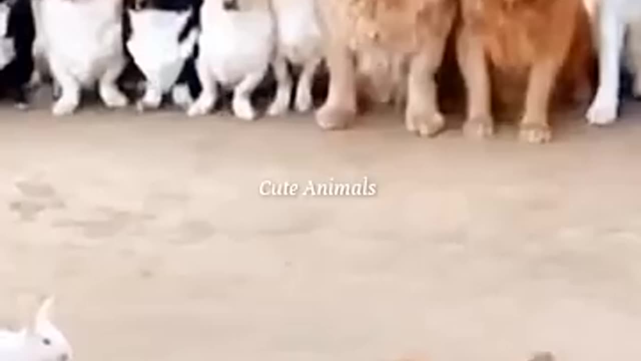 Funny video cats