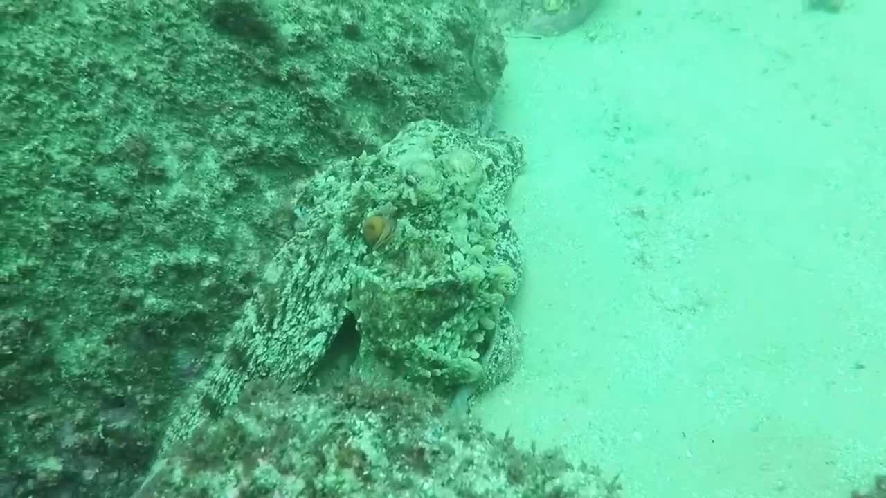 shark vs moray eel