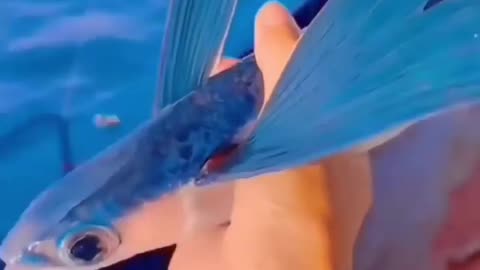 Beautiful Flying fish