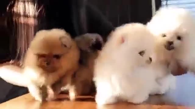 Pomeranian Puppies Barking _ Micro Pomeranian Puppies