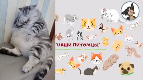 Funny cats and kittens compilation