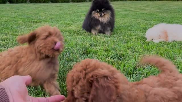 Cachorrinhos Poodle