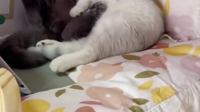 Cat video Playing Beautifull cat video Playing