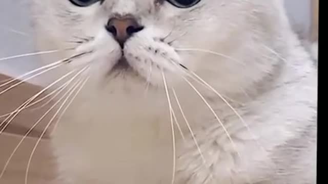 Adorable cat, beautiful black cat eyes, cats, funny cats, funny cat videos