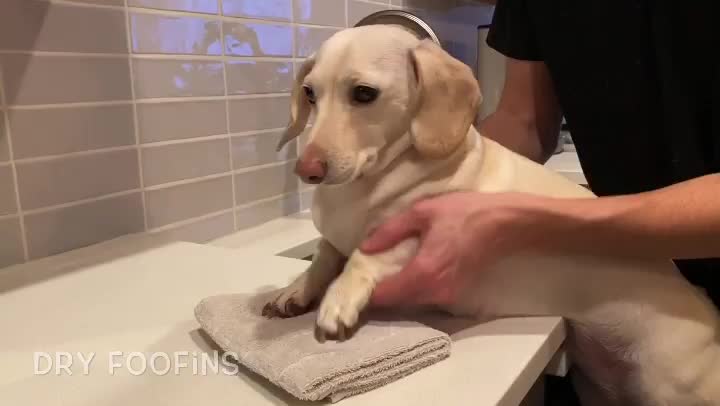 How to Wash Your Paws