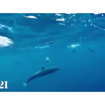 Human and dolphin musical notes underwater.