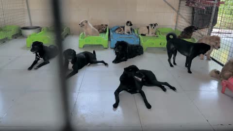 Lonely stray dogs are lying on the floor in shelter, suffering hungry miserable life