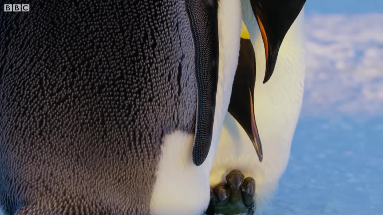 Emperor Penguins Nurture a Snowball | Dynasties Preview | BBC Earth