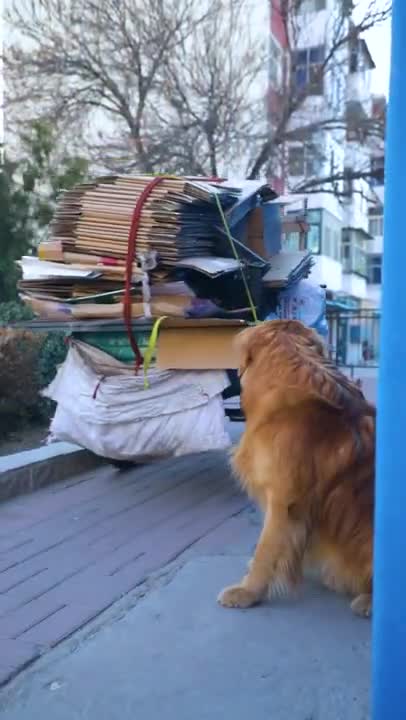 FUNNY AND CUTE ANIMALS 🐩🐕