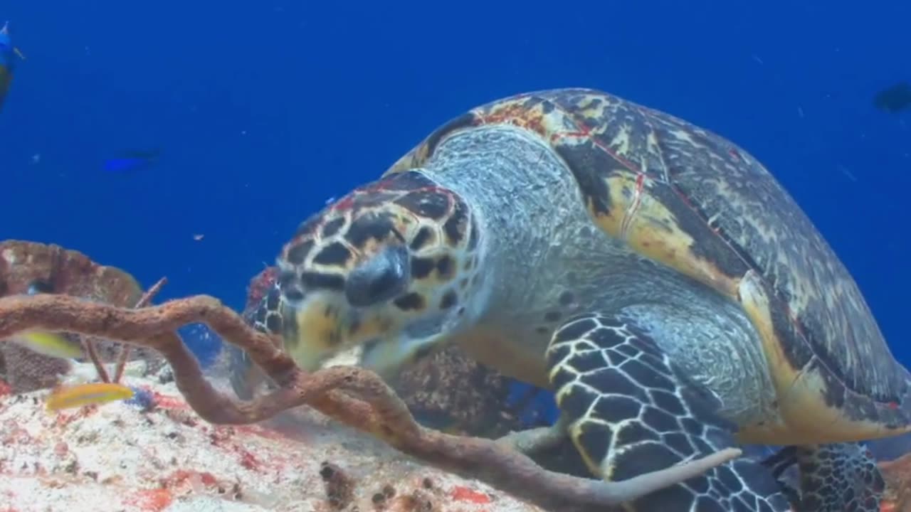 🌊🐠Underwater Travel and Relaxation🌊🐟 Fishes Underwater 🌊🐟