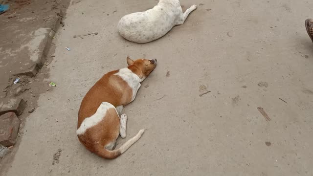 Beautiful Dog Sleeping On Street