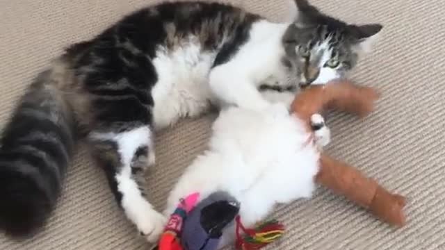 Black and white cat on floor tearing apart toy slaps camera when it gets closer