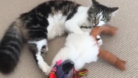 Black and white cat on floor tearing apart toy slaps camera when it gets closer