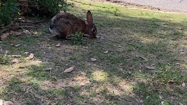 My Daughter Calls Rabbits, "Mimi's"