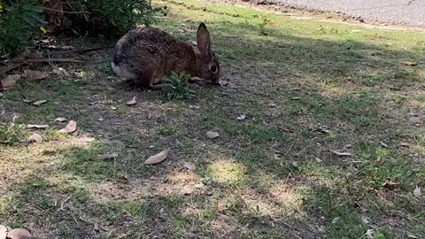 My Daughter Calls Rabbits, "Mimi's"