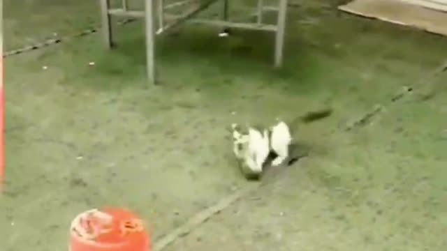 Funny way of a small cat to catch a mouse