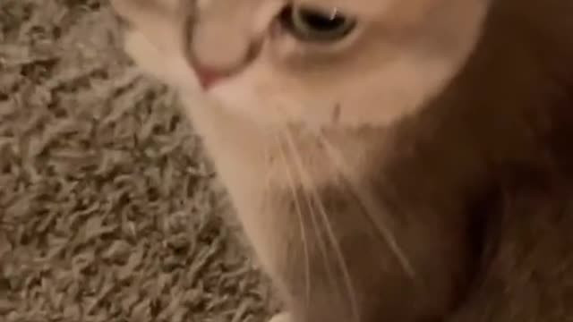 cat meows collection