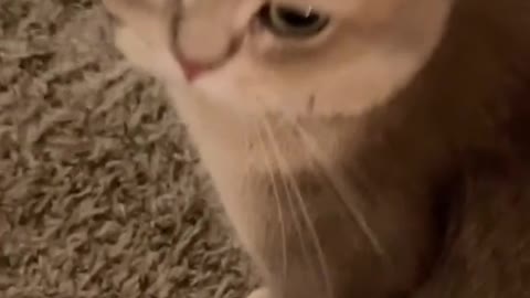 cat meows collection