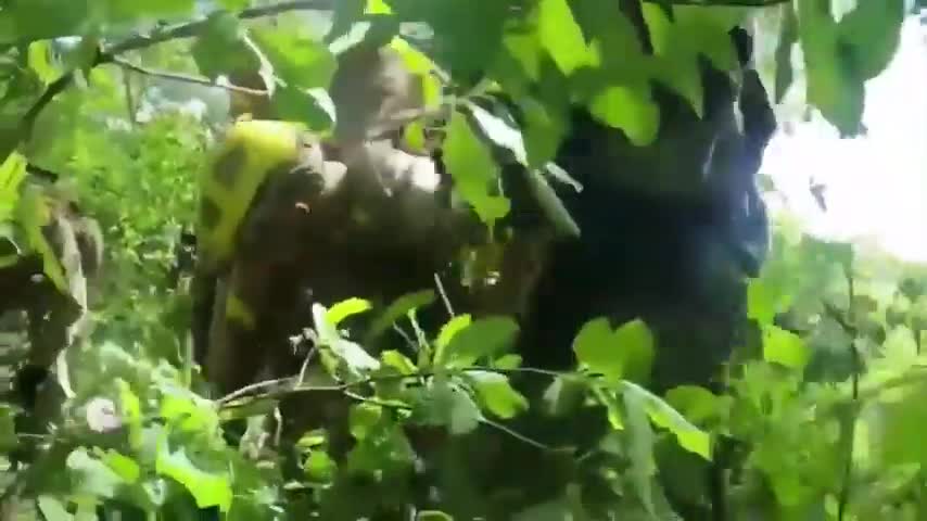 Footage of Ukrainian soldiers in Heavy Firefight in the Kharkiv region