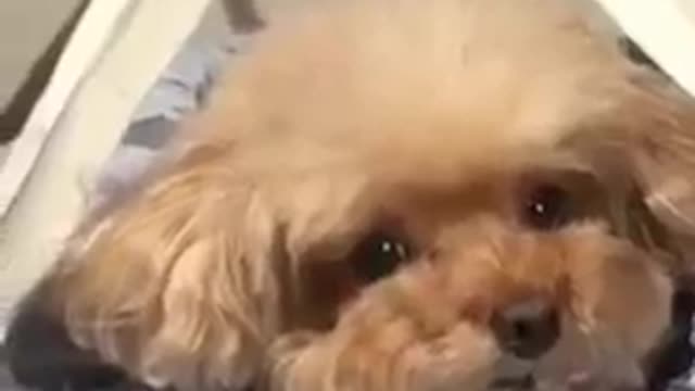 Cute Puppy