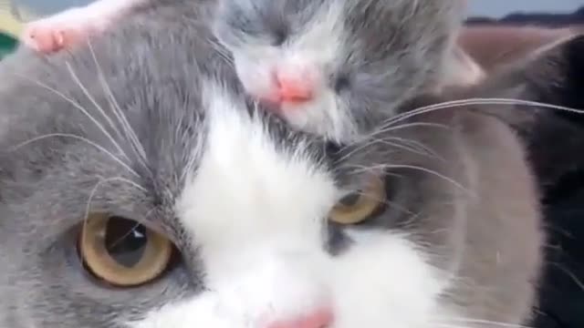 Cute kittens, son not letting mother rest kkkkkkk