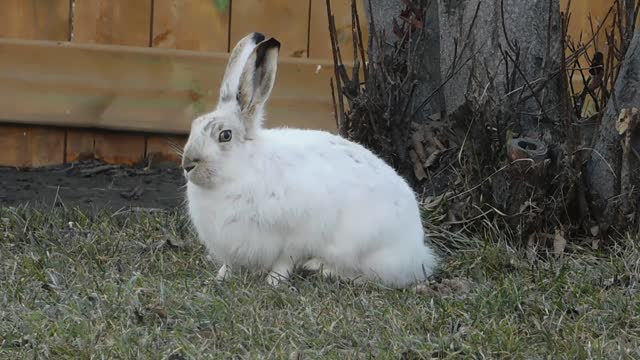 Arctic Hare Eating Grass