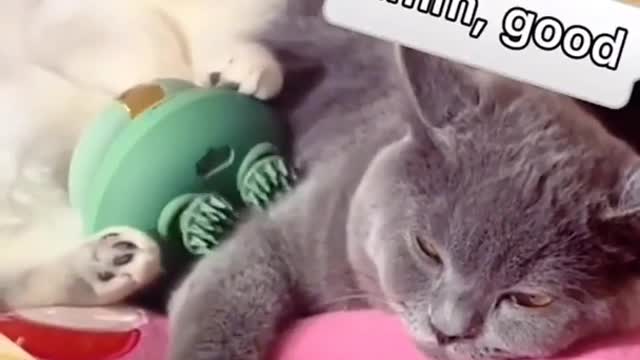 Cute and Funny cats Videos Compilation