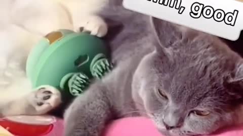 Cute and Funny cats Videos Compilation