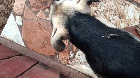 My dog plays rough,