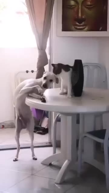 Cat and dog friendship