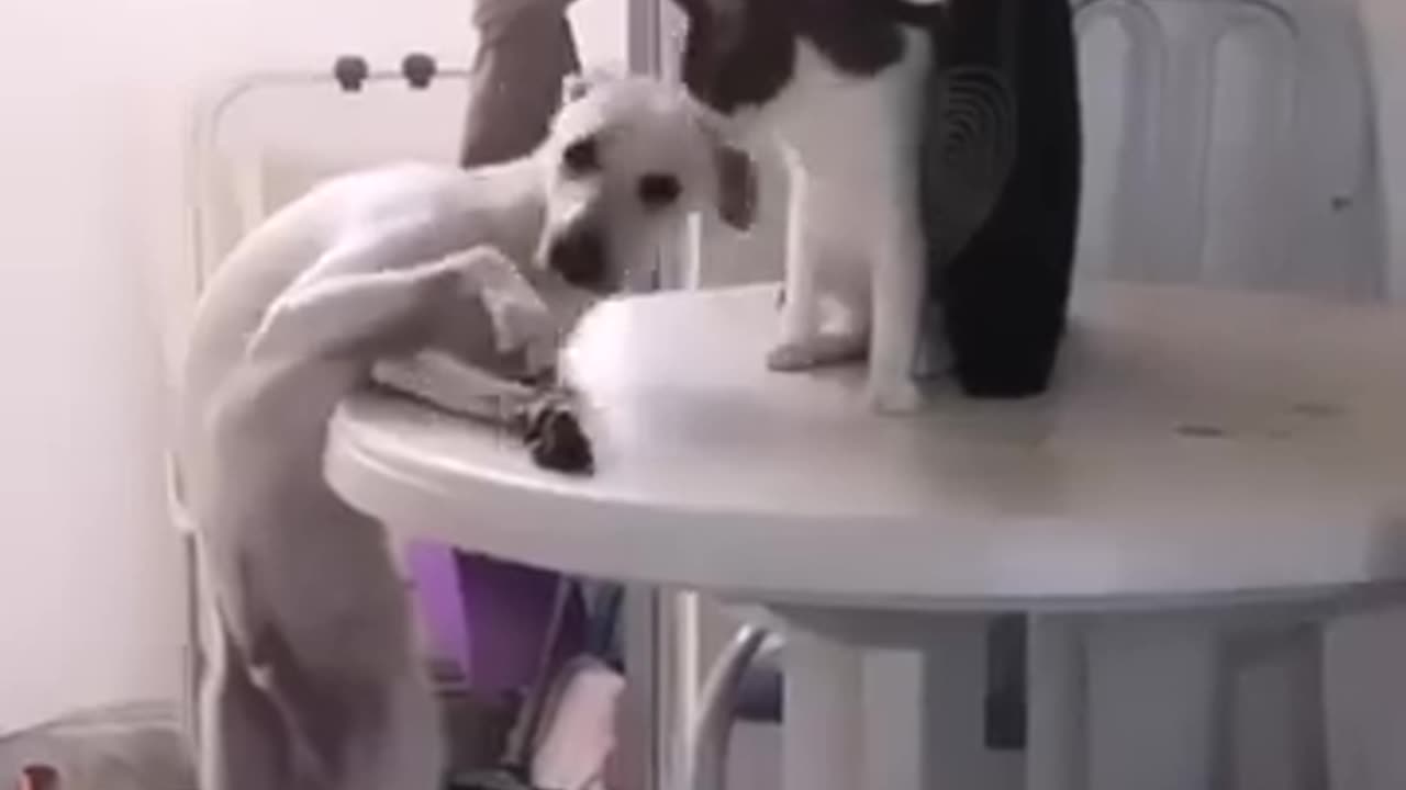 Cat and dog friendship