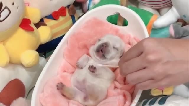 Funny baby dog