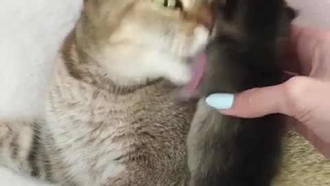 Collection of cute and funny cats