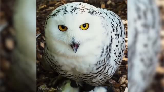 Cute And Funny Pets - Best Funny Videos Compilation 2020