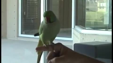 Parrot Tricks