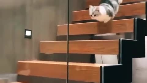 Awesome cat