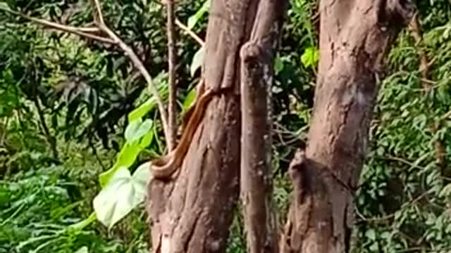 Dhayan se dekho ped ke upar kya hai?