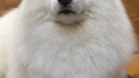 The dog won't hate you because you shut it out of the room for ten minutes or two hours