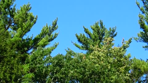 Turkey Vulture