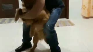 Golden Retriever Sees Owner After 9 Months, Delivers Emotional Response