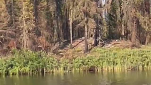 Black bears climb trees to catch birds.