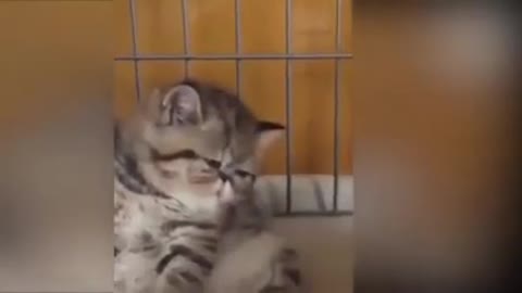 Funny Cats 2021☺ Cute Cat and Kitten Videos Compilation 🐱 pro funny pro cats