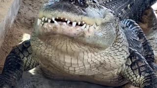 giant alligator devouring a whole chicken