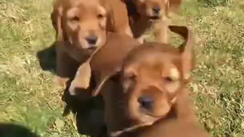 Cachorrinhos Fofinhos #2