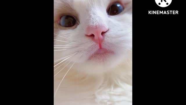 Cute cat and beautiful