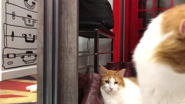 Red cats.