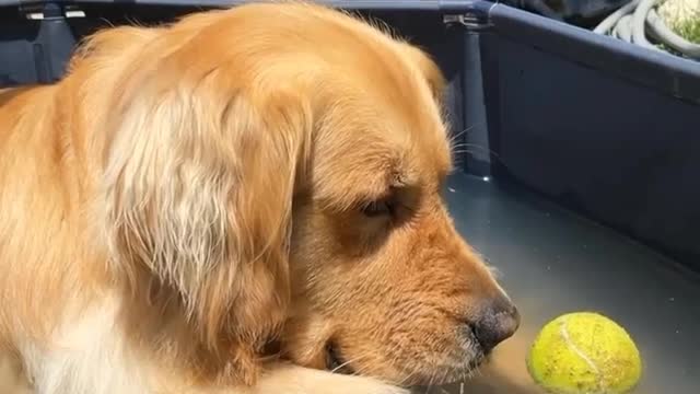 DOG MOM SAY FIND A JOB DOG REACTION FUNNY MOMENTS