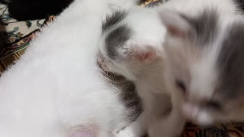 Very cute moments of kittens