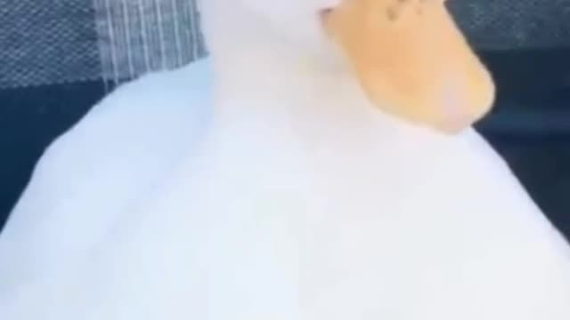 A white duck