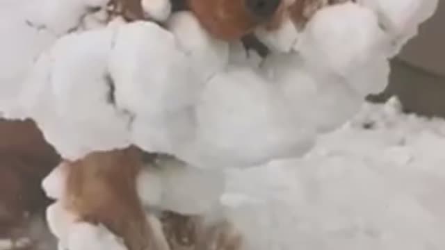 funny dog in winter